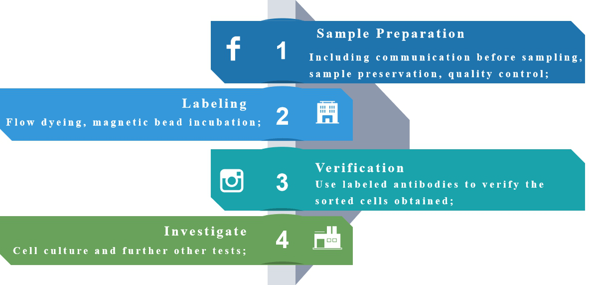 The service process of immune cell separation and culture.