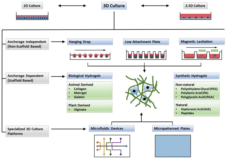 Types of 3D cultures.