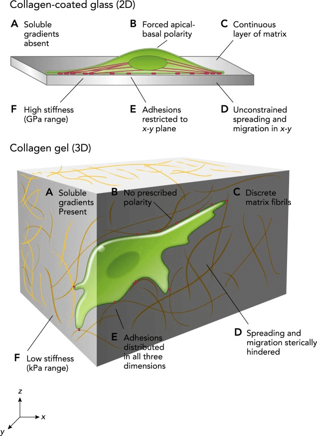 Cells in 2D and 3D microenvironments interact differently with their surroundings due to differences in the cues, mechanical and chemical, that they experience. 