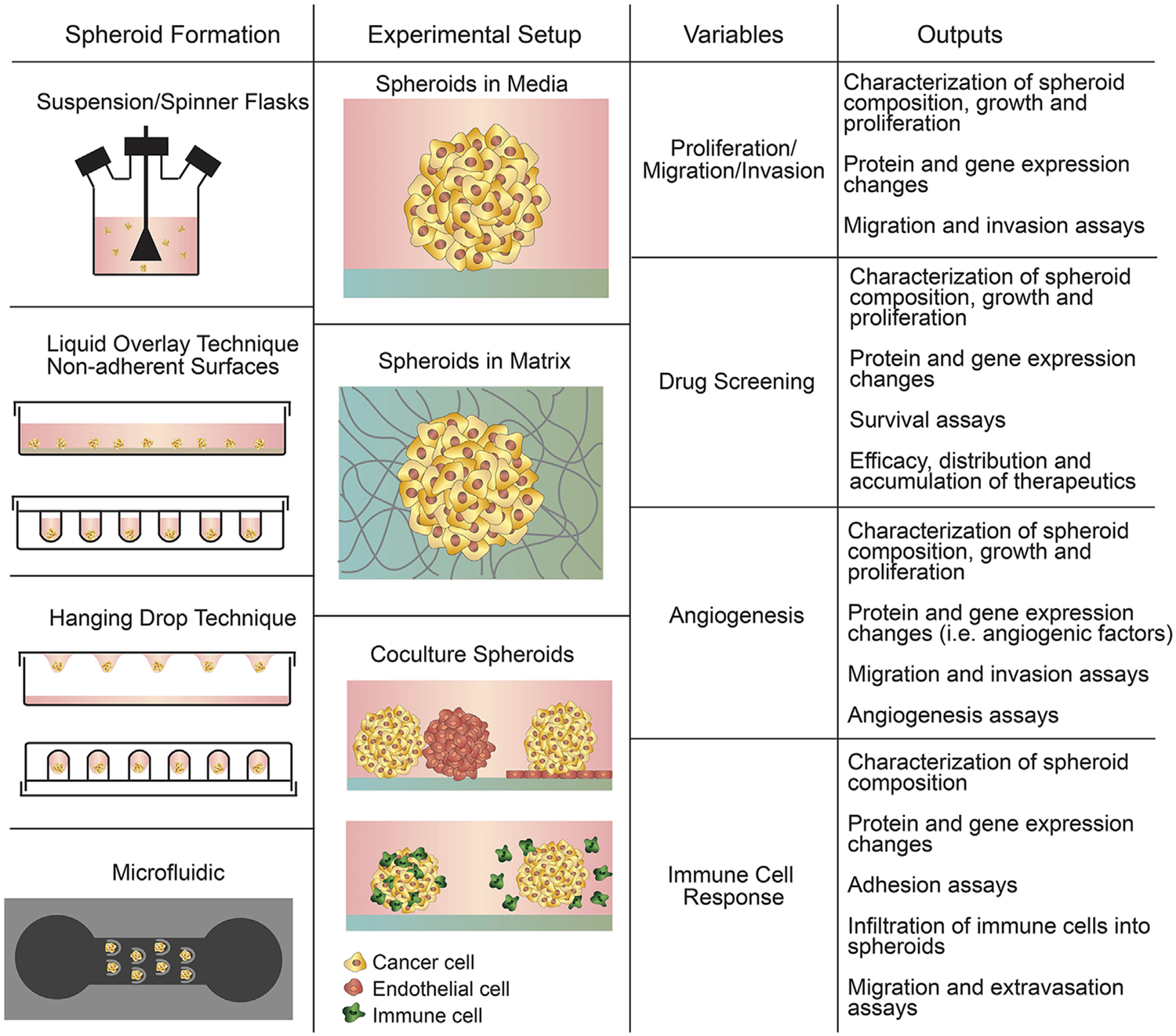 Figure 1. Summary of spheroid-based assays including spheroid formation techniques, experimental setups, variables to study, and experimental outputs. (Katt M E, et al., 2016)