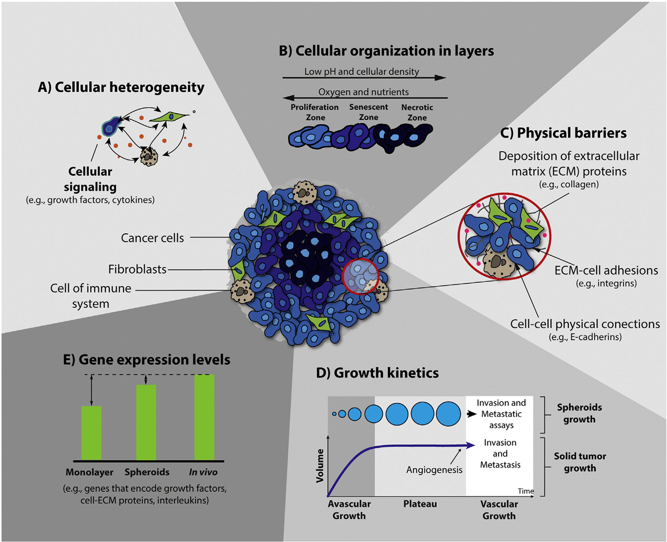 Figure 2. Schematic representation of the main characteristics of 3D spheroids that are crucial for their application in the screening of anticancer therapeutics. (Costa E C, et al., 2016)