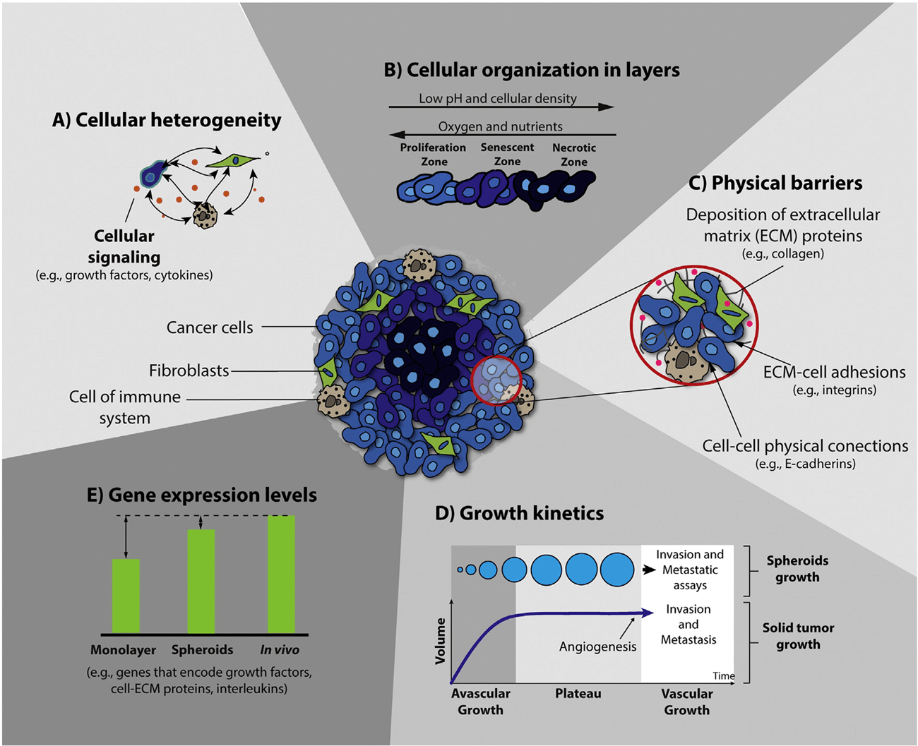 3D Tumor Spheroid Assays - Creative Bioarray