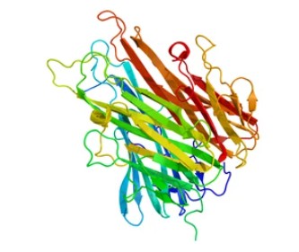 Tumor Necrosis Factor (TNF)