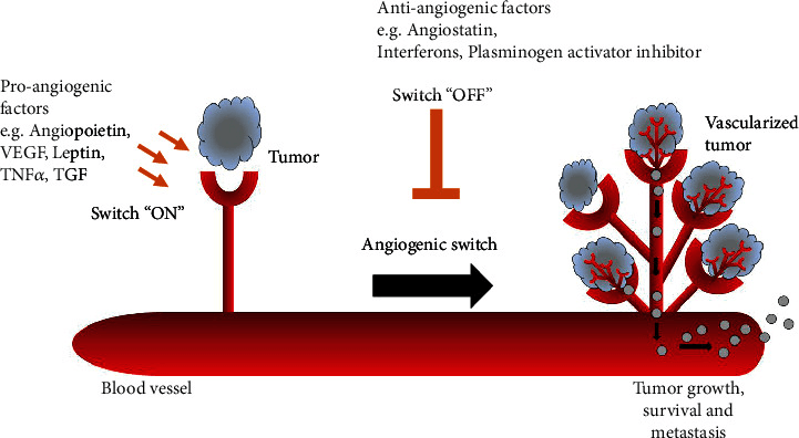 The angiogenic switch in carcinogenesis.