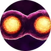 Cell proliferation test