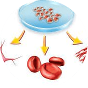 Cell differentiation test