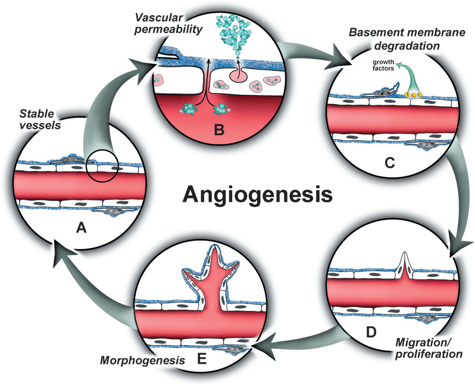 The angiogenic cascade. (Bryan B A, & d'Amore P A., 2007)