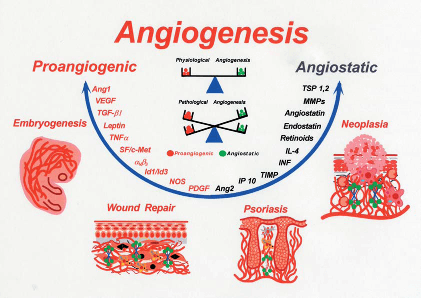 The balance between pro-angiogenic and anti-angiogenic agents in health and disease. (Polverini P J., 2002)