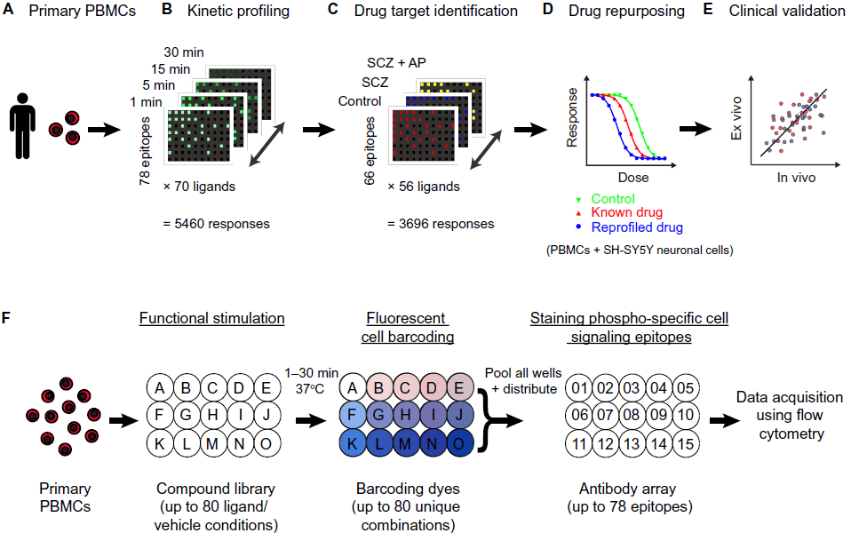 Figure 1. Ex vivo CNS drug discovery pipeline (Lago S G, et al., 2019)