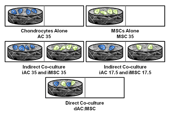 Schema of co-culture system.