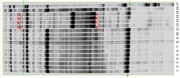 Fig 1. An example of AFLP spectrum analysis. (Sheeja T E, et al. 2021)