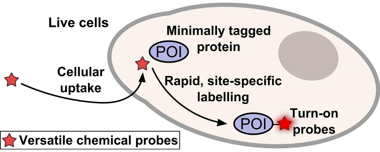 Fluorescent labelling in living cells.