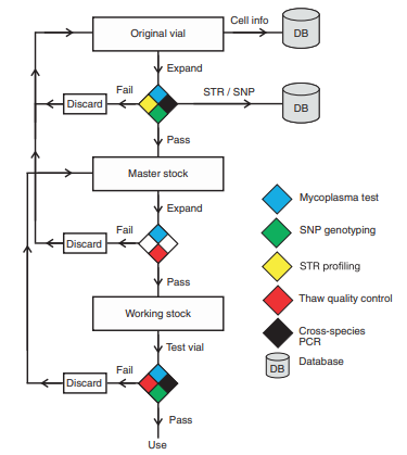 Fig 1. Flow chart outlining recommendations for maintenance of cell line stocks. (Yu M, et al. 2015)