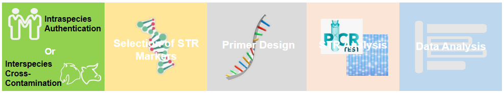 Fig 2. The basic process of cell line STR profiling analysis service. - Bio-microarray