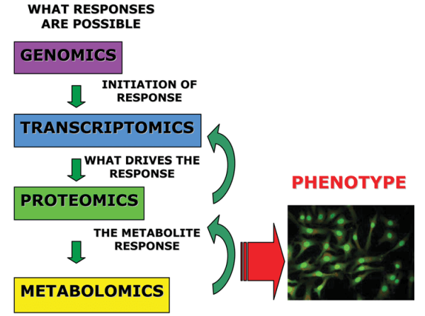 Overview of the interactions between different 'omic's within a cell.
