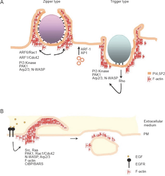 Macroscale endocytic processes.