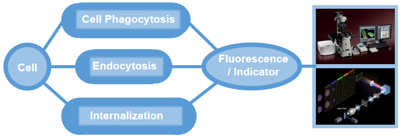 Visual detection services related to phagocytosis and internalization.