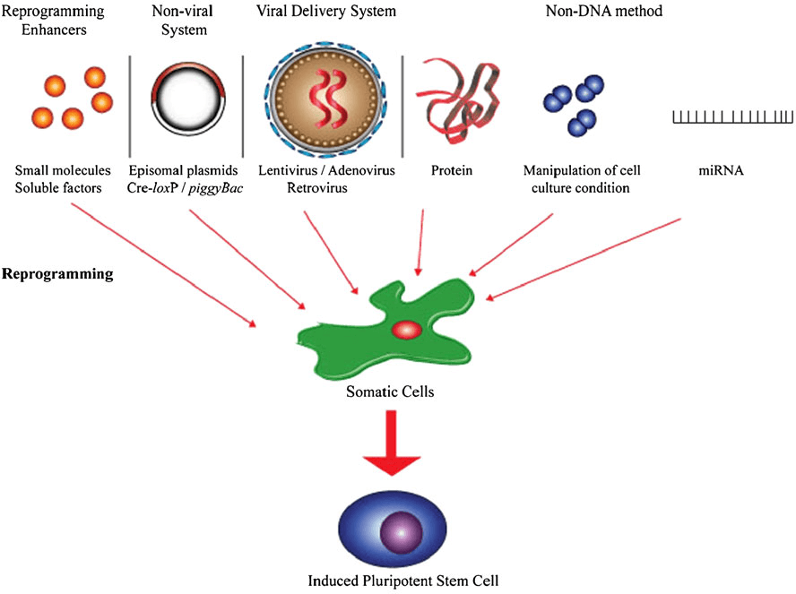 Figure 1. The current reprogramming strategies used to induce pluripotent stem cells from adult somatic cells. (Lai M I, et al., 2011)