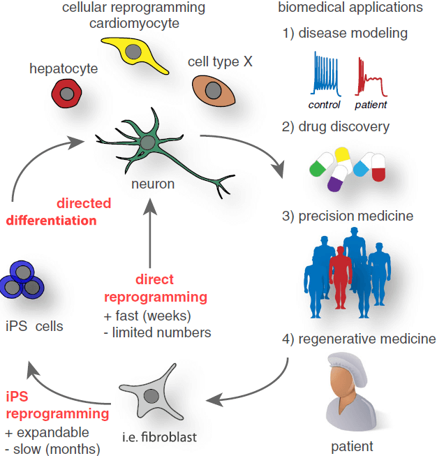 Figure 2. Current cellular reprogramming technologies and future biomedical applications. (Mall M, & Wernig M., 2017)
