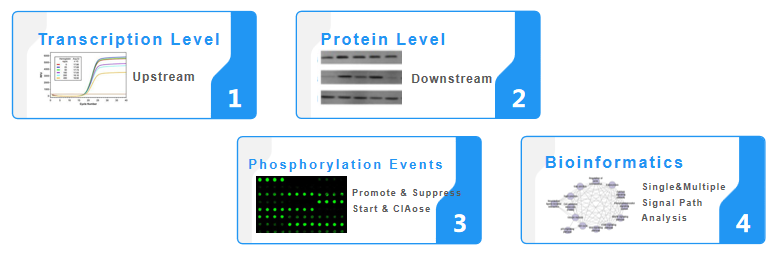 Multi-dimensional cell signaling pathway analysis service.