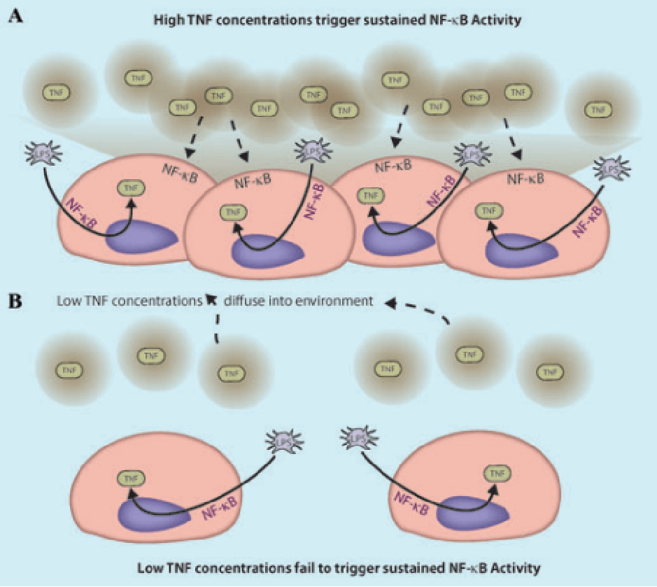 Stochastic extracellular events can result in different signaling outcomes.