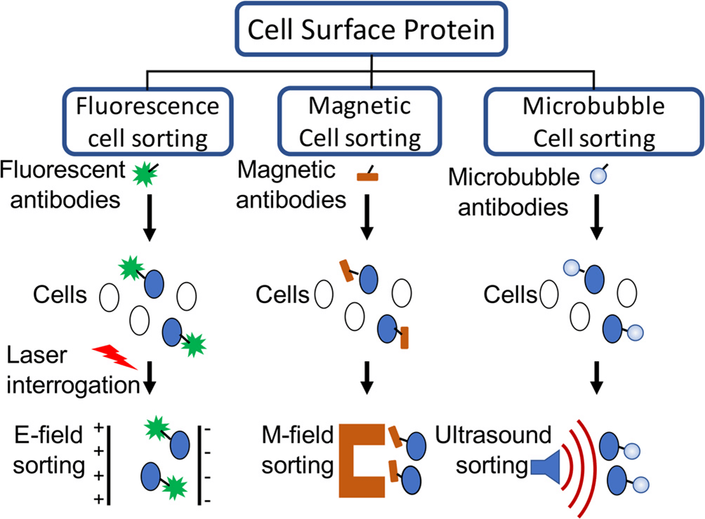 Cell purification methods based on cell surface antigen expression. (Matula T J, et al., 2018)