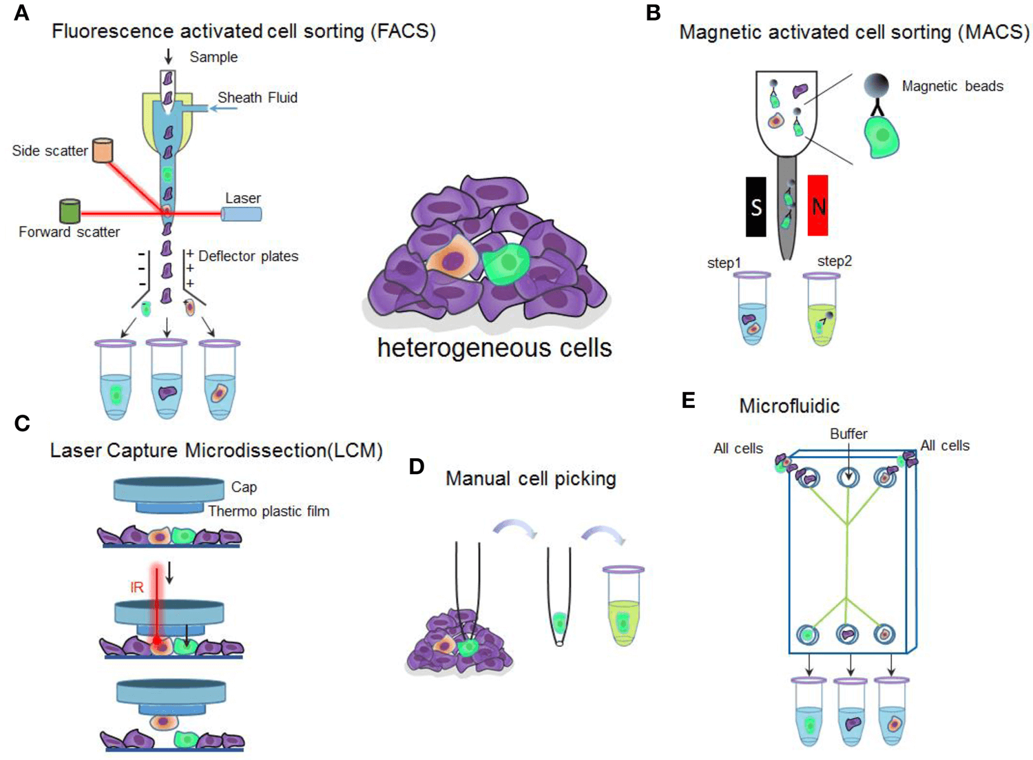 Cell purification methods based on cell surface antigen expression. (Matula T J, et al., 2018)