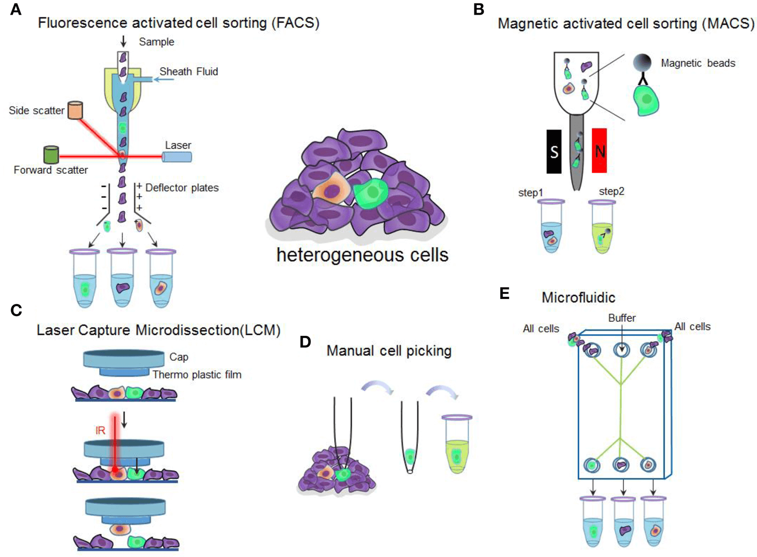 Cell Sorting Services - Creative Bioarray