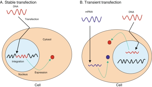 Schematic diagrams of two different transfections.