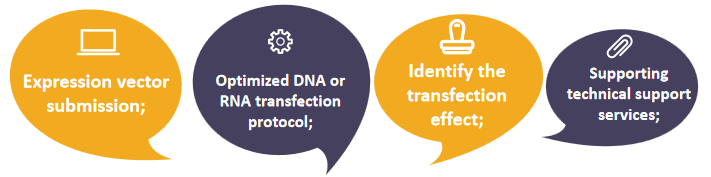 Key points of cell transfection service. - Bio-microarray
