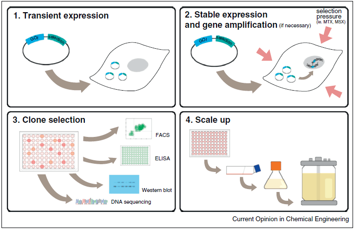 Representative illustration of cell line development scheme. (Noh, S. M., et al. 2013)