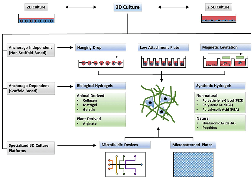 Types of 3D cultures.