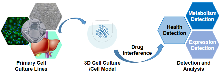 The workflow of drug interference analysis service based on 3D cell culture.