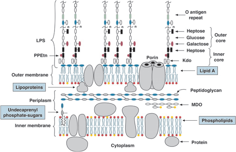 Figure 1. Model of the inner and outer membranes of E. coli K-12. (Raetz, C. R., & Whitfield C, 2002)