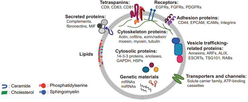 Fig 1. The rich content of mammalian extracellular vesicles. (Choi D S, et al. 2015)