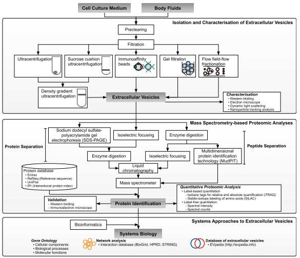 Fig 2. Overview of methodological approaches in high-throughput mass spectrometry-based proteomic analyses of extracellular vesicles. (Choi D S, et al. 2015)