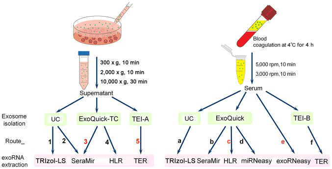 Fig 1. A case of exosomal RNA (ExoRNA) isolation. (Tang Y T, et al. 2017)