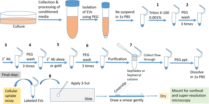 Fig 1. Strategy for labeling of Extracellular Vesicles (EV) derived from glioma cells. (Mondal A, et al. 2019)