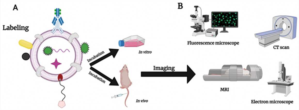 Fig 2. Illustration of labeling exosomes with different probes and NPs, and different instruments that can be used to image exosomes in vitro and in vivo.(Hamzah R N, et al. 2021)