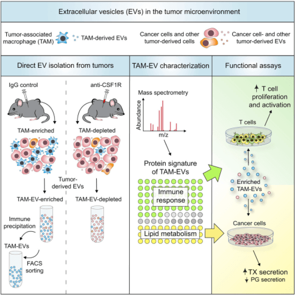 Fig 1. An example of exosomal function analysis. (Cianciaruso C, et al. 2019)