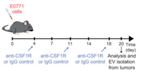 Fig 2. An example of the functional analysis of exosomes in vivo. (Cianciaruso C, et al. 2019)