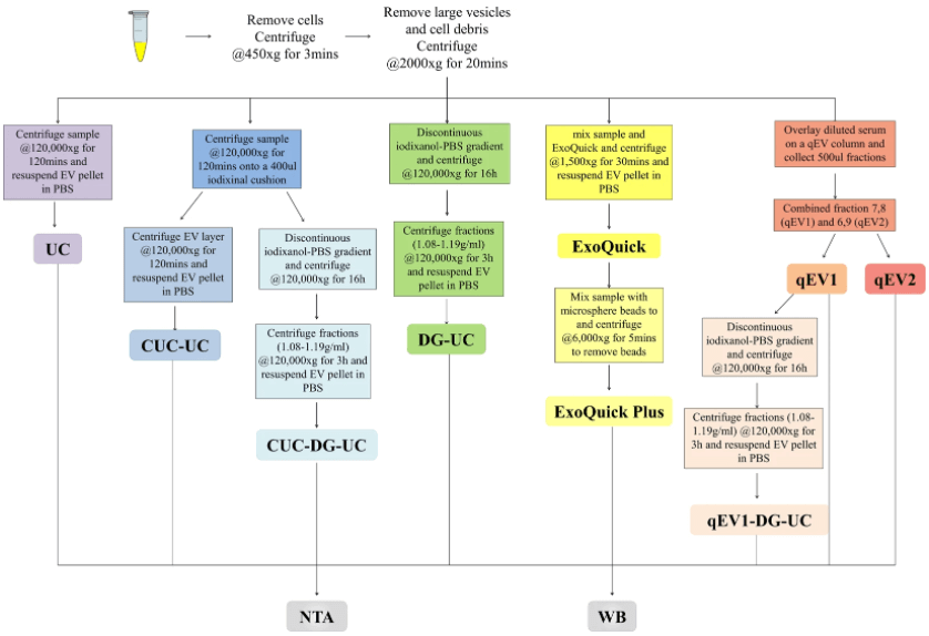 Fig 1. Schematic summary of EV isolation and downstream analyses. EVs were isolated from human serum using five different methods alone or in combination and characterized by Western blot (WB), nanoparticle tracking analysis (NTA). (Brennan K, et al. 2020)