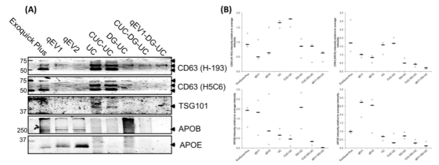 Fig 5. Western blot analysis of EV markers, CD63 and TSG101, and lipoprotein markers, APOB, and APOE. (Brennan K, et al. 2020)