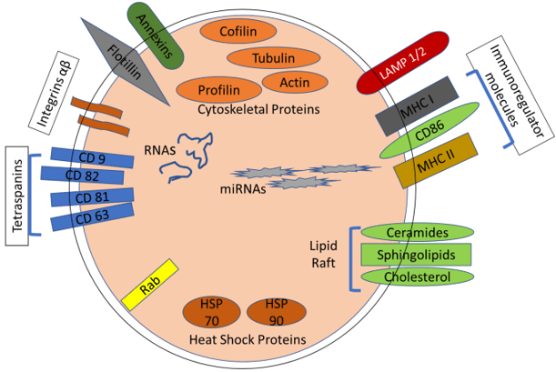 Fig 1. Structural composition of exosomes. (Yang X X, et al. 2019)