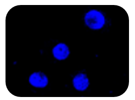 Exosomes Services