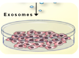 Exosomes Services