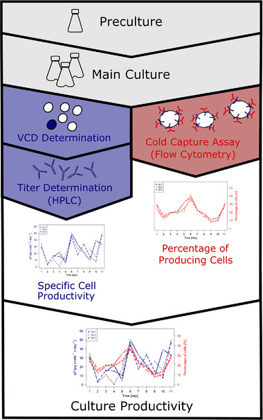 Fig 1. A case of analyzing the productivity of cultured cells by flow cytometry. (Meyer K V, et al. 2021)