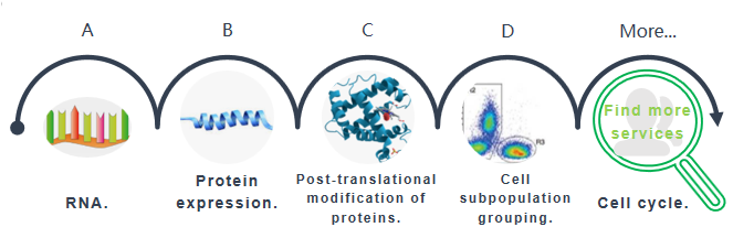 Fig 2. Flow cytometry application services in cell line characterization. - Bio-microarray