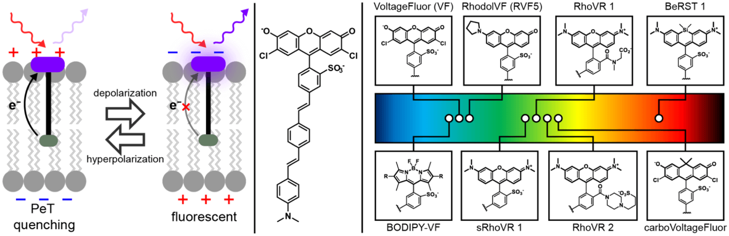 A glowing and growing palette of Voltage-sensitive Fluorophores