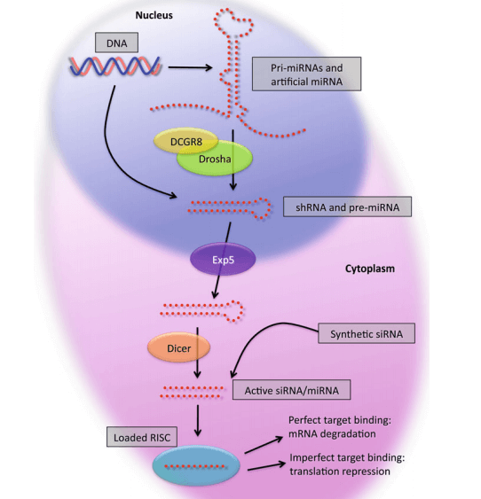 Cellular processing of shRNAs and miRNAs. (Lambeth L S, et al. 2013)